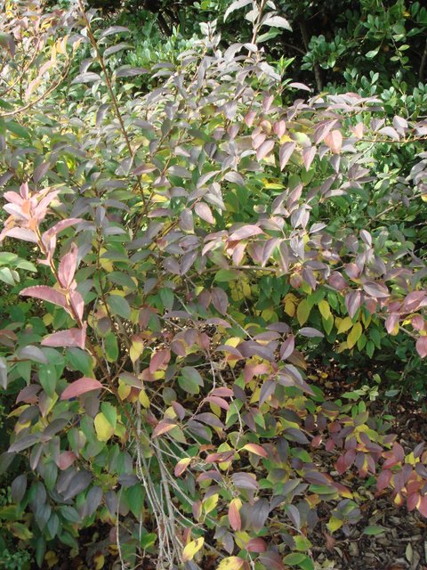 Forsythia ovata 'Tetragold' automne P9 (2)